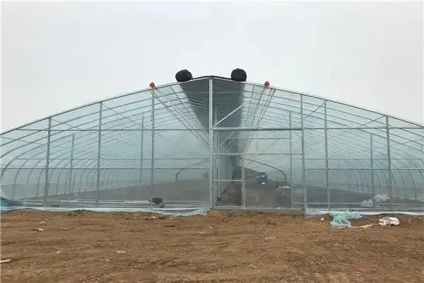  大棚租赁50亩 价格可议