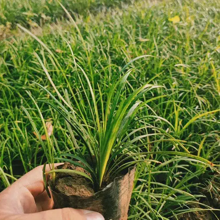 麦冬杯苗 多芽撒种袋苗 北方地区绿化工程苗金边麦冬繁育基地