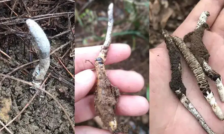  虫草