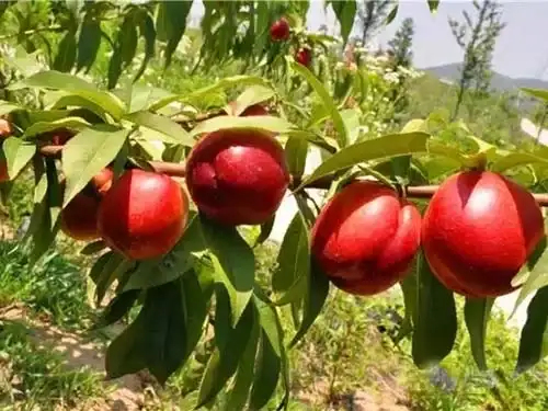 砀山县新48油桃桃树苗