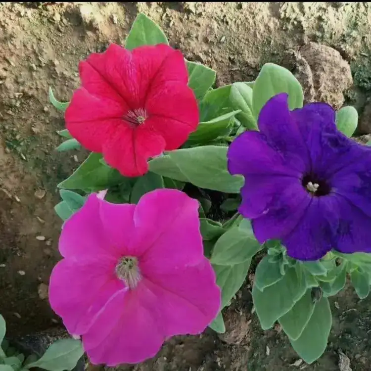 矮牽牛 一年時(shí)令草花云澤花卉種植基地品種多價(jià)格優(yōu)惠