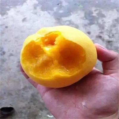 砀山县19黄桃苗