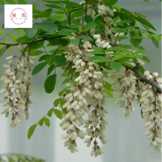 重庆市杨槐花