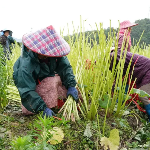 上饶蜂斗菜种苗 山露菜种根 水煮出口日本优质品种