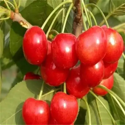 玛瑙红大樱桃苗，基地培育，现挖现发，品种保证
