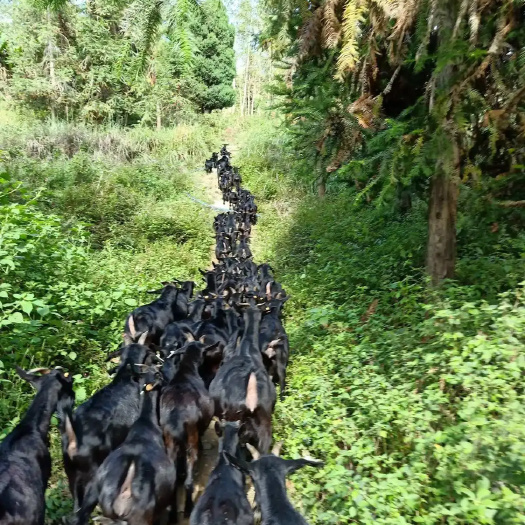 麻城本地中大耳黑山羊，纯山地，欢迎有需要的咨询惠顾！