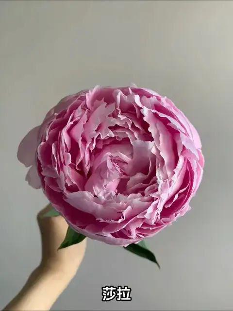 曲沃县芍药鲜切花，莎拉