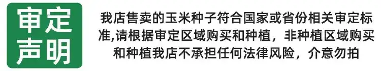 北京农科玉368糯玉米杂交种子 大田种植高产抗病甜糯玉米种