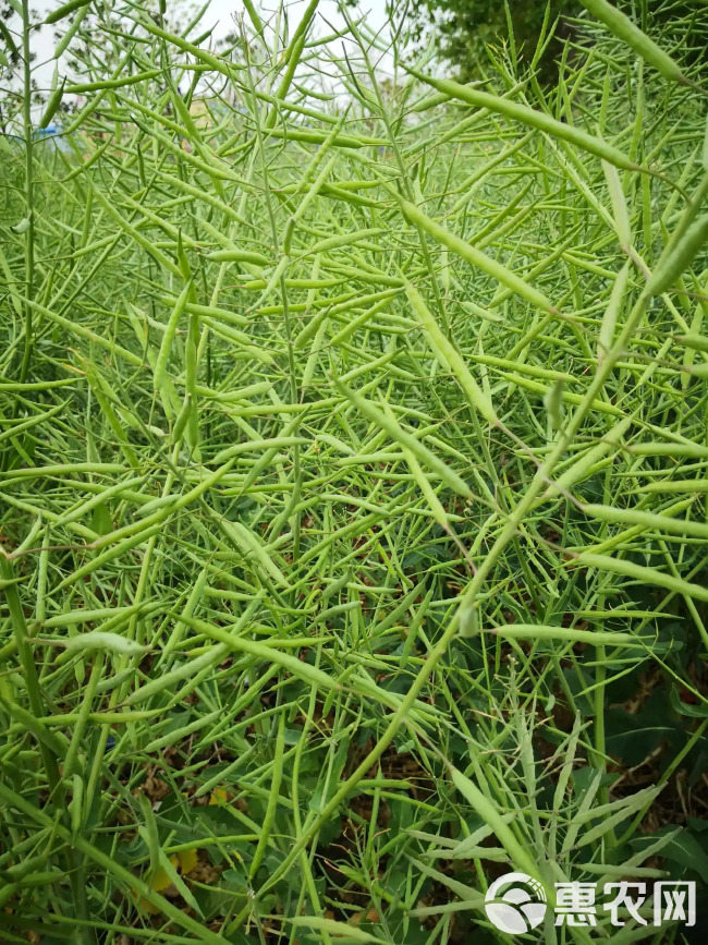 油菜籽，菜籽油，油菜，