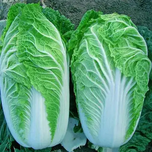 黄心大白菜