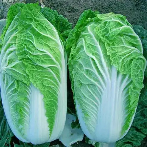 临汾黄心大白菜
