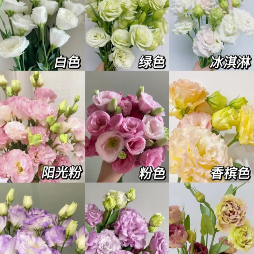 昆明洋桔梗