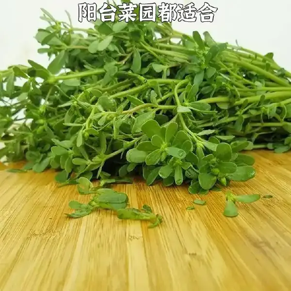 马齿苋种子 芽菜 家庭园艺都可以种