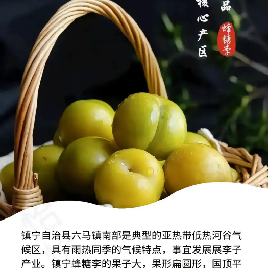 镇宁县原产地镇宁六马蜂糖李