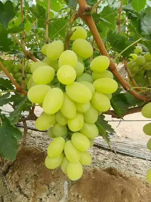 冠县维多利亚葡萄