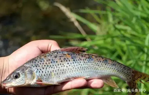 溆浦县花骨鱼