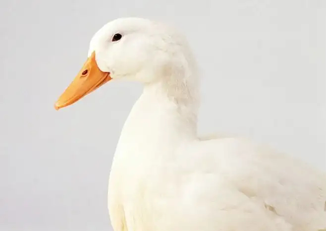 中江县鸭子