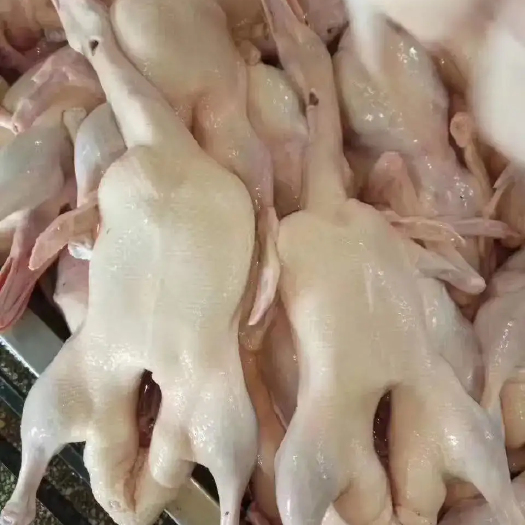 大量白条鸭沙漠纯玉米豆粕养殖，生长周期长，盐碱水，无腥不膻