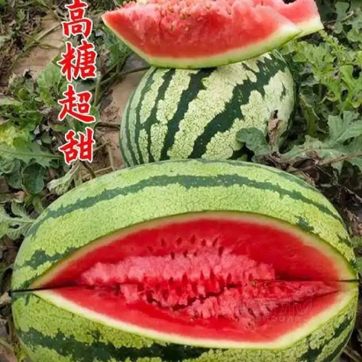 宜城市双红金城5 石头瓜 硒砂瓜 产地大量上市 质量三包 产地直供