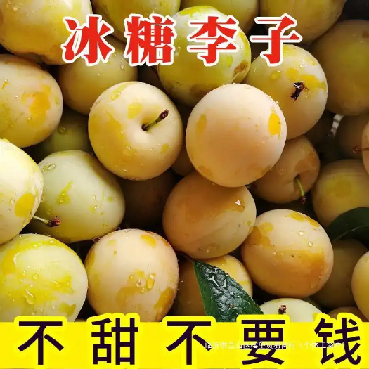 四川桃花李已经大量上市了，皮薄肉厚，口感好，需要的老板联系