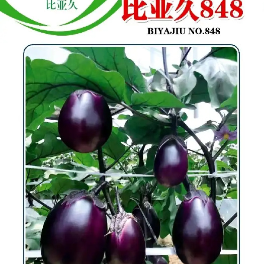 南靖县墨茄种子