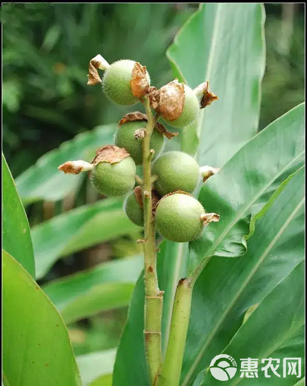 鲜草蒄后期精品适合留种，5元/斤不包邮，非诚勿扰