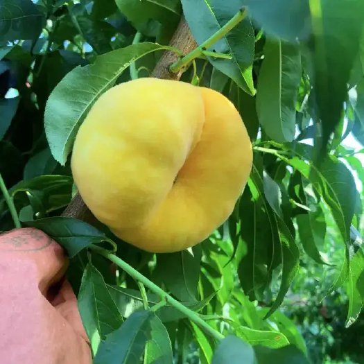 绥中县油蟠7桃  油蟠9
