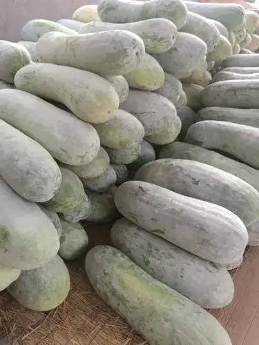 冬瓜有没有批发的老板