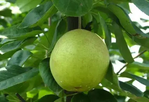 丰县头茬早梨，苏翠，翠冠品种上市了，皮薄，肉内，汁多，非常解渴