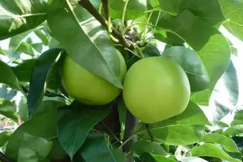 丰县头茬早梨上市了，苏翠，翠冠，皇冠梨等，皮薄肉嫩汁多，非常脆甜
