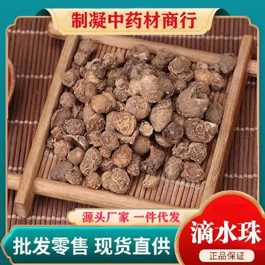 菏泽滴水珠 石蜘蛛（统货）二斤、全国售货 需要排单就行