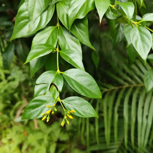 连南县钩吻，断肠草，大茶药，