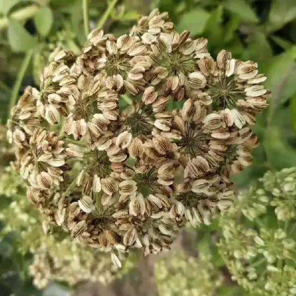 白芷种子白芷