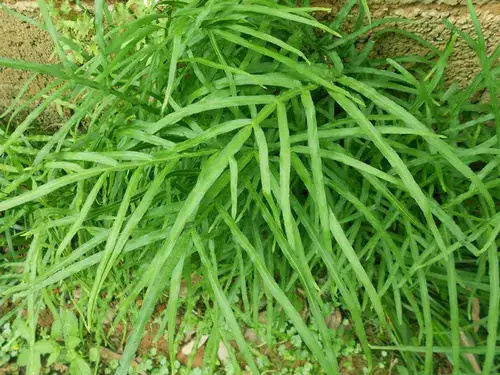 东兰县凤尾草