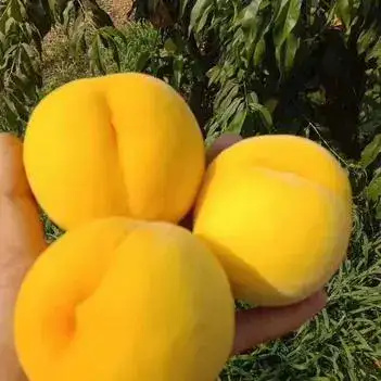 竹溪县锦绣黄桃
