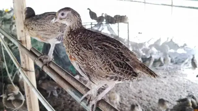 衡阳七彩山鸡，鸡脱温鸡苗，包发货，包打疫苗，质量保证，鸡苗健康