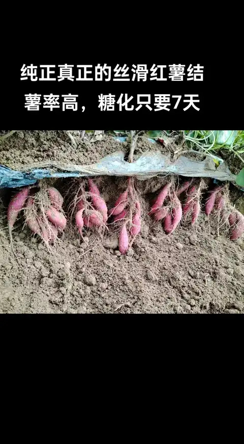 夏津县丝滑红薯蜜薯