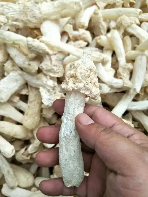 竹荪蛋竹荪杆竹荪帽竹荪球红托竹荪