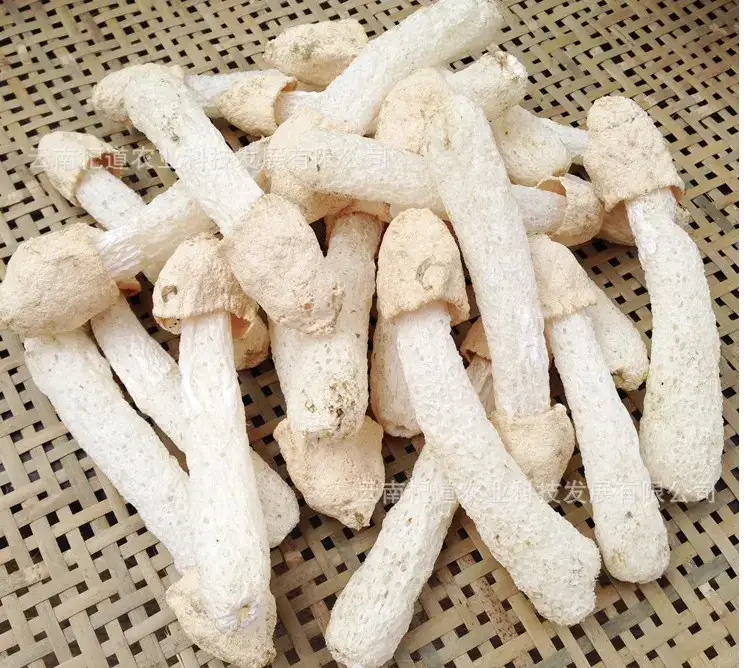 竹荪蛋竹荪杆竹荪帽竹荪球红托竹荪