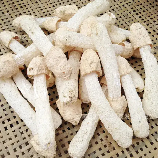 竹荪蛋竹荪杆竹荪帽竹荪球红托竹荪