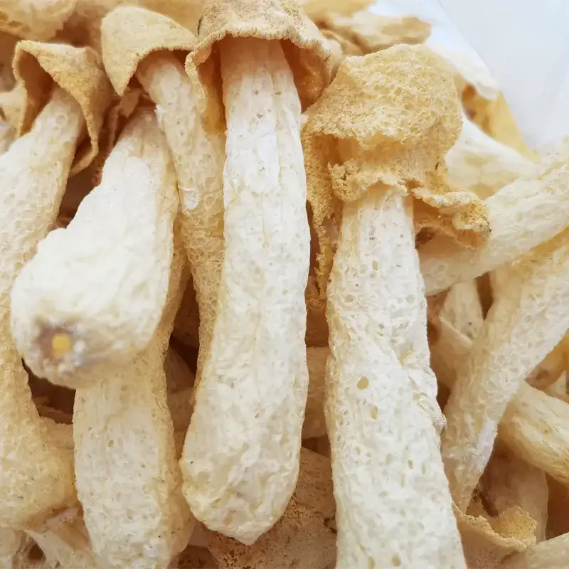 竹荪蛋竹荪杆竹荪帽竹荪球红托竹荪