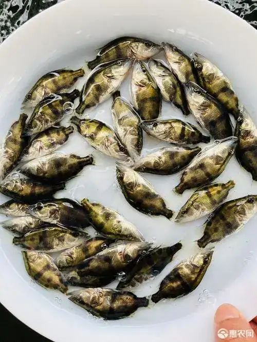 富顺县《热卖》桂鱼苗鱼场直销 一手货源 提供养殖技术 包运货到付款