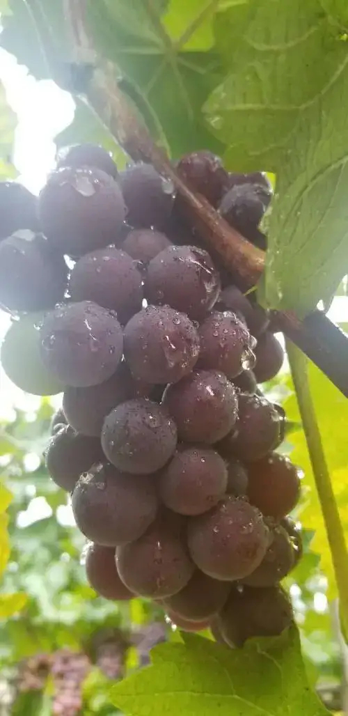 魏县巨峰