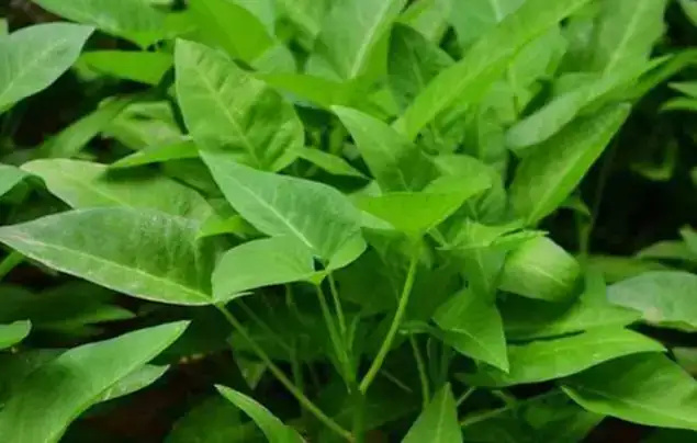 开平市老品种大叶空心菜