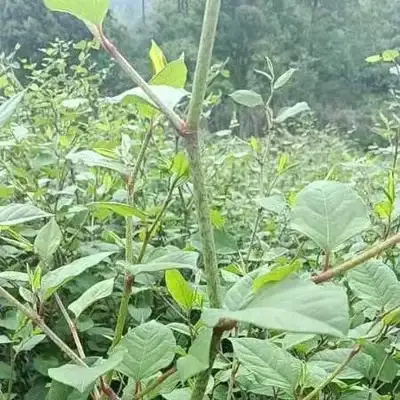雷波县虎杖