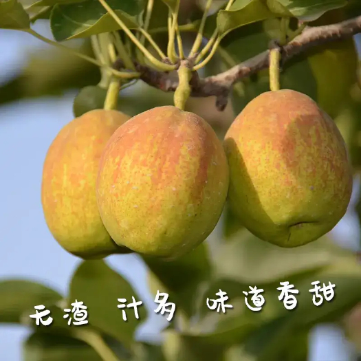 尉犁县库尔勒香梨