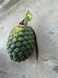 柳州山菠萝  假菠萝