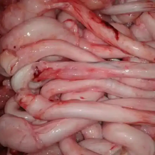 龙岩猪鞭