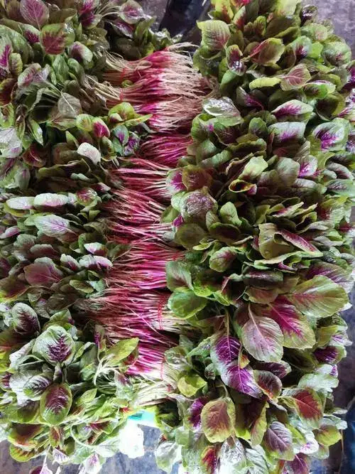 邵阳红苋菜，青苋菜，通通1.5元。20天左右出栏