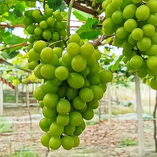 砀山县阳光玫瑰大批量出售，5000斤左右